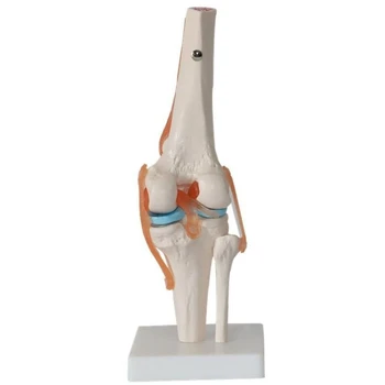 Модель тела Анатомическая модель коленного сустава человека Модель гибкого скелета с функциональными связками И базовыми обучающими моделями