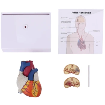 Анатомическая модель человеческого сердца в разобранном виде в натуральную величину для школьных научных ресурсов, демонстрационного показа, преподавания, прямая поставка