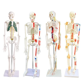 Модель Скелета человека 45/85 см с нервом Модель Позвоночника человека Больничный Скелет