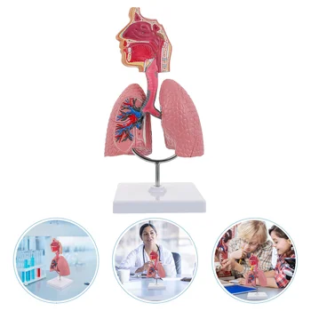 Система обучения модели анатомии легких, модель человеческого дисплея, школьные легкие, Анатомическое сердце, обучающая игрушка для носа