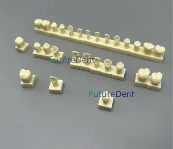 Модель постоянных зубов с основанием размером 1:1 модель анатомической формы зубов стоматолога