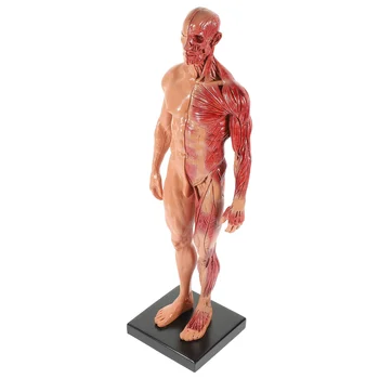 Анатомическая модель мышц из смолы, опорно-двигательный аппарат человеческого тела, женские Мужские фигуры, изучение анатомии кожи и преподавание