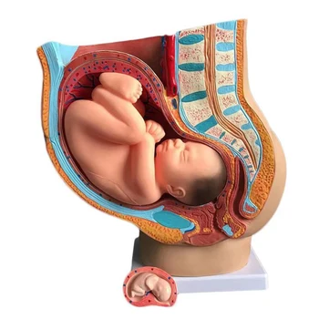 Беременность человека Развитие плода на 9 месяце Эмбриональная Модель Малого таза Плод Беременность Плода Анатомия Плаценты ПВХ 4 части