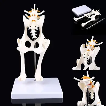 Пояснично-тазобедренный сустав собаки с моделью бедренной кости, обучающей анатомии, дисплеем скелета, прямая поставка
